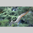 Pine leaning over stream on Mountainside (ddr-densho-354-2046)