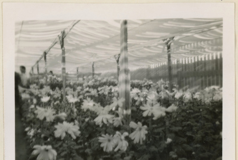 Flowers in a greenhouse (ddr-densho-37-1194)