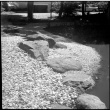 Boulders alongside pond (ddr-densho-377-1489)
