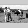 William Kochiyama and Robert H. Foote with cows (ddr-densho-1007-1351)