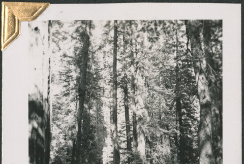 Man sitting on car in woods (ddr-densho-434-135)
