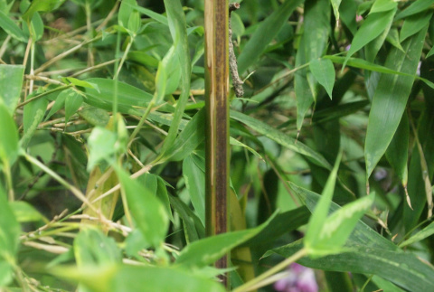 Black bamboo Phyllostachys nigra 
