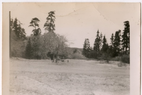 Landscape of Wrightwood (ddr-densho-325-321)