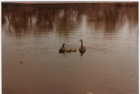 Geese in pond (ddr-densho-377-2128)