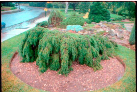 Pine bush (ddr-densho-377-2429)