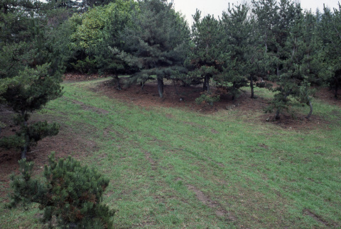 Lawn in the Garden, now a trail (ddr-densho-354-1253)
