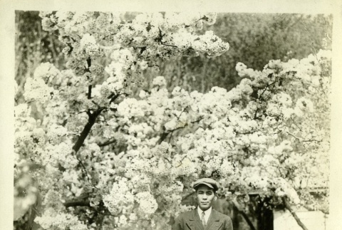 Father and children under cherry tree (ddr-densho-182-45)