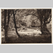 River in a wooded area (ddr-densho-542-822)