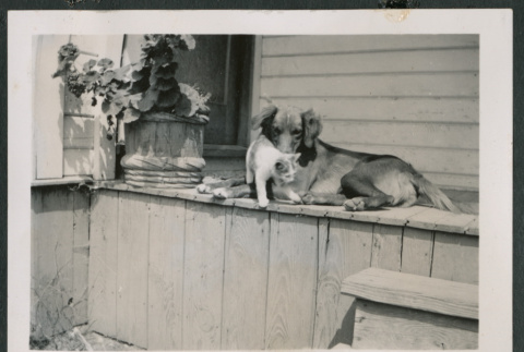 Photo of a kitten and a dog (ddr-densho-483-870)