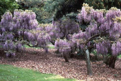 Blooming tree (ddr-densho-354-891)