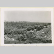 Cauliflower seed patch (ddr-densho-37-1395)