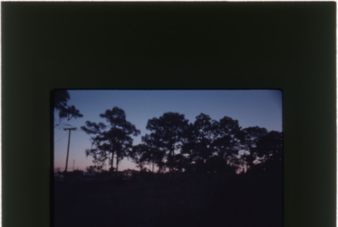 View of trees at dusk (ddr-densho-377-899)