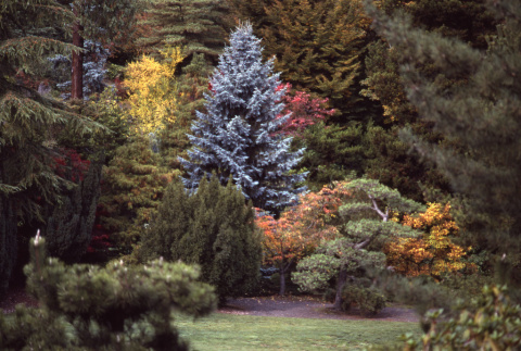 Trees and bushes in the Fall (ddr-densho-354-904)
