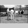 Robert H. Foote and William Kochiyama with cows (ddr-densho-1007-1242)