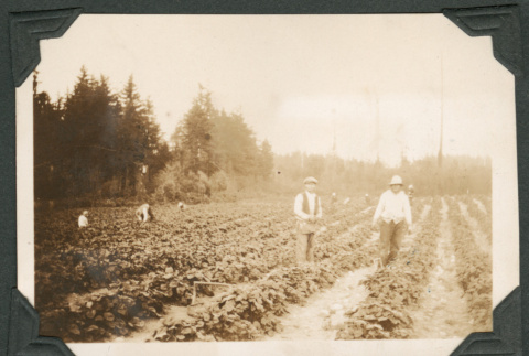 Photo of strawberry pickers (ddr-densho-483-211)
