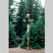 Calvin Iyoya climbing a totem pole (ddr-densho-336-922)