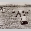 Schoolchildren helping on farm (ddr-densho-161-77)