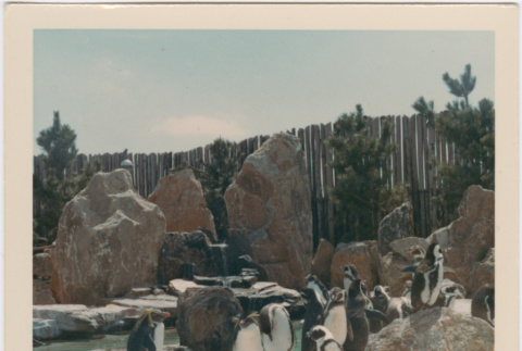 The Coney Island Aquarium penguin pen (ddr-densho-377-269)