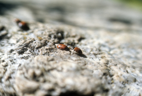 Ladybugs on a rock (ddr-densho-336-820)