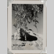 Rocky hillside with tree in foreground (ddr-densho-587-14)