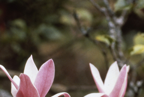 Tulip tree blossoms (ddr-densho-354-856)