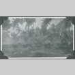 Row of tents under palm trees (ddr-ajah-2-649)