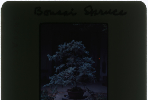 Spruce bonsai (ddr-densho-377-1070)