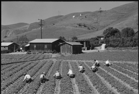 Japanese Americans working in field (ddr-densho-151-307)