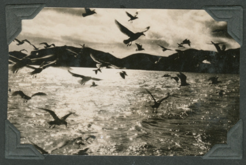 Seagulls flying over ocean (ddr-densho-540-133)