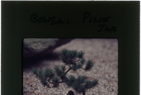 Pine bonsai (ddr-densho-377-1087)