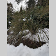 Broken Tree from Winter Storm Damage (ddr-densho-354-2584)