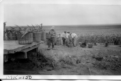 Japanese Americans harvesting corn (ddr-densho-37-708)