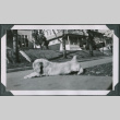 Photo of a dog (ddr-densho-483-1289)