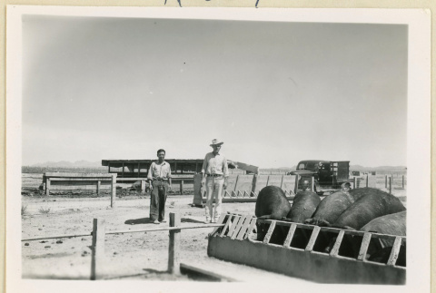 Men stand near pigs at trough (ddr-densho-37-1620)