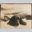 Puppy (ddr-densho-523-43)