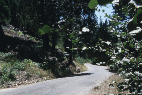 On the road from Fresno to Lake Sequoia (ddr-densho-336-1774)