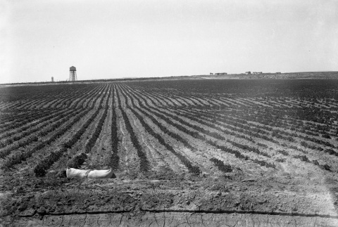 Agriculture fields (ddr-fom-1-813)