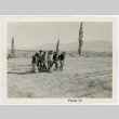 Photograph of a group of men tilling a Manzanar farm with the Alabama Hills in the background (ddr-csujad-47-56)
