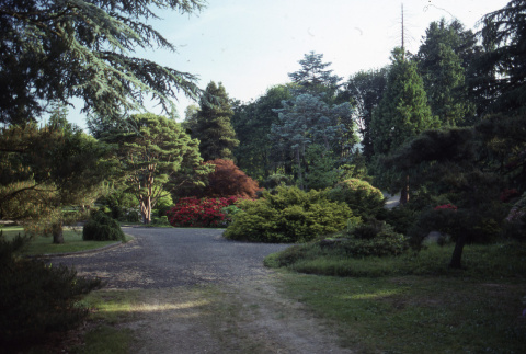 Path in the Garden (ddr-densho-354-1437)