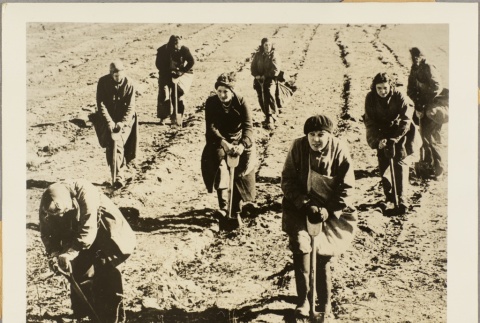 Women tilling a field (ddr-njpa-13-237)