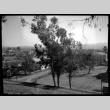 UC Berkeley campus and trees (ddr-densho-475-112)