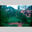 Pine tree (ddr-densho-377-2424)
